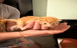 Maine Coon cats for sale: ✨2 Boys and 3 Girls Maine Coon kittens ✨🐾 - Image 9
