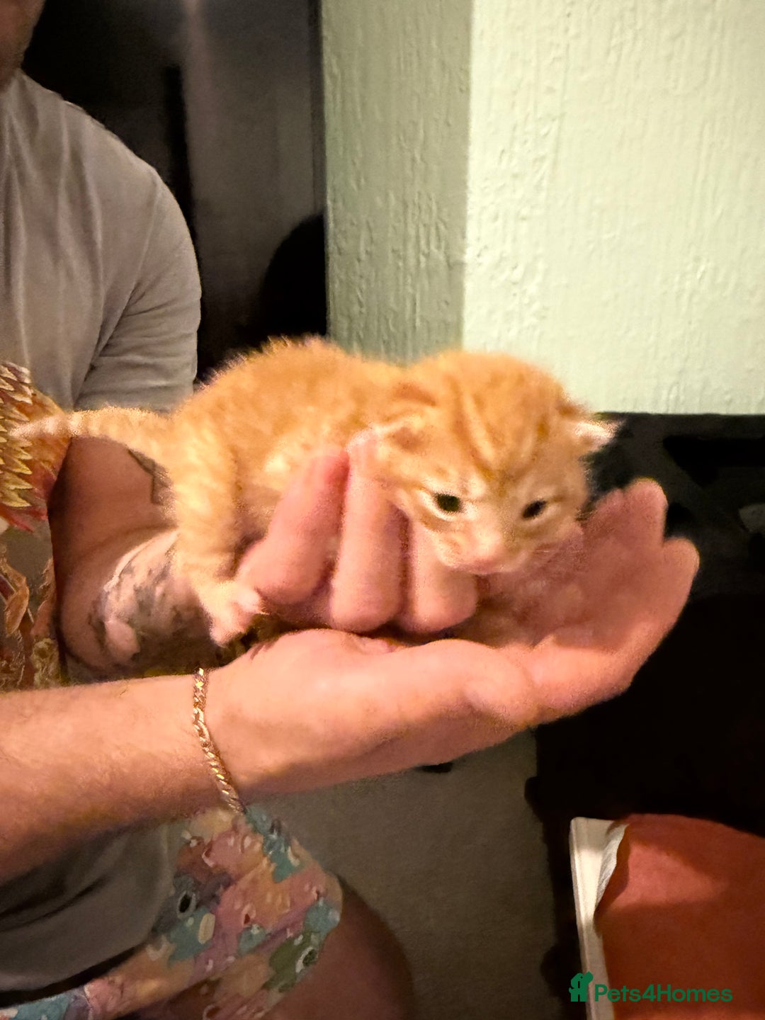 Maine Coon cats for sale: ✨2 Boys and 3 Girls Maine Coon kittens ✨🐾 - Image 9