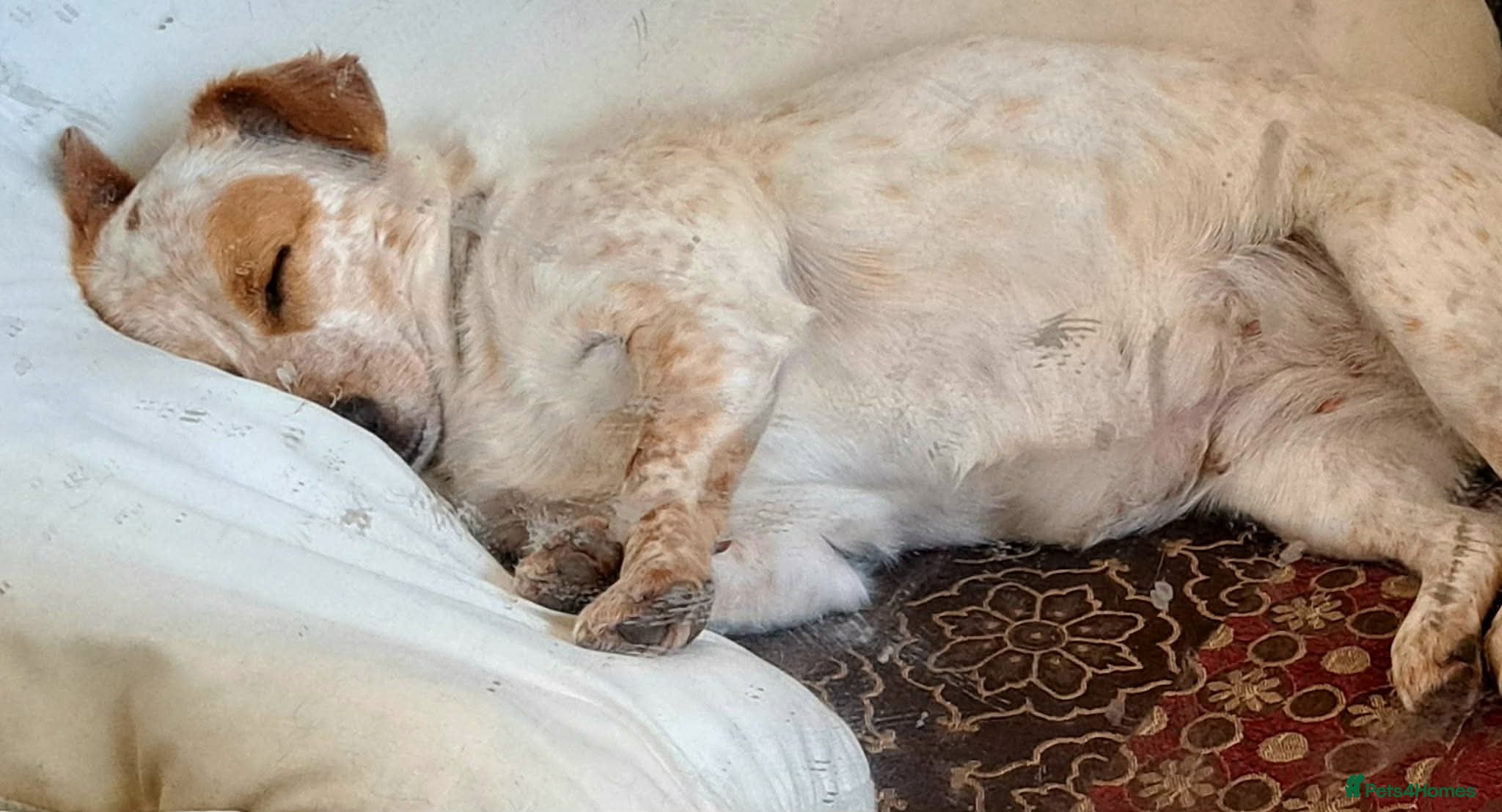 Mixed Breed dogs for adoption: Schnuppi is ready for her forever family! in Atherstone - Advert 9