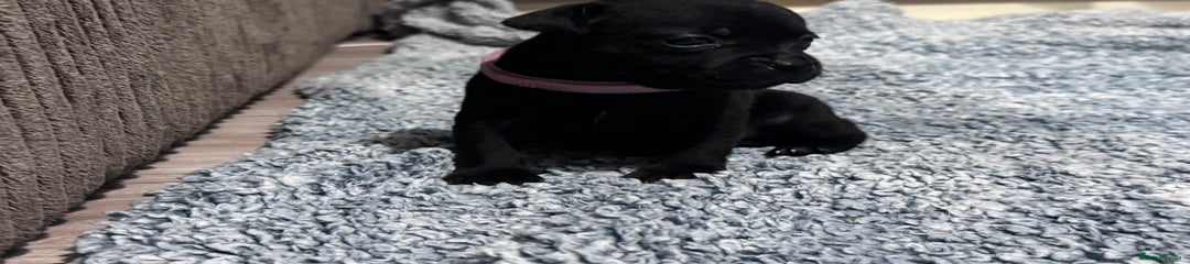 Staffordshire Bull Terrier Puppy 6