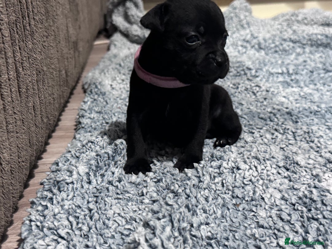 Staffordshire Bull Terrier dogs for sale: Staffys Puppies   25+ Champions ( Show Quality ) - Advert 20