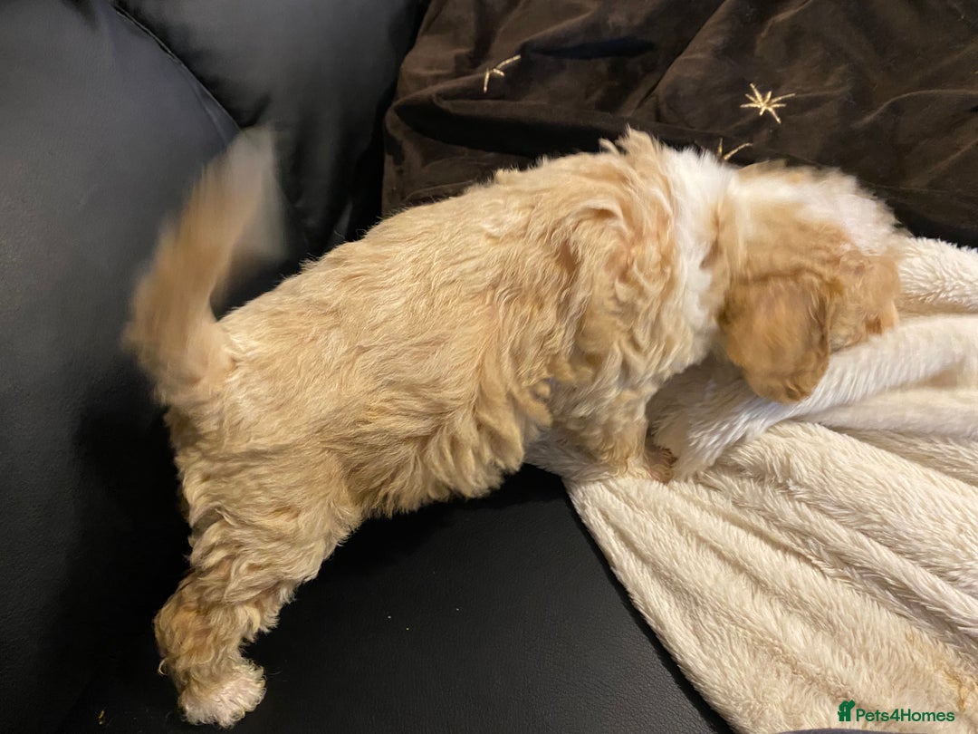 Toy Poodle dogs for sale: Beautiful Toy Poodle Pups  - Advert 11