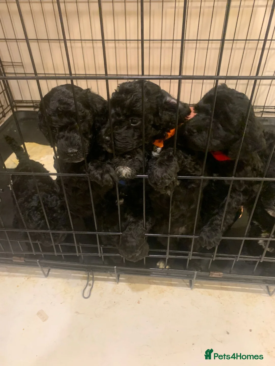Cockapoo dogs for sale: Rare Black Tightly Curled Cockapoo Puppies - Advert 8