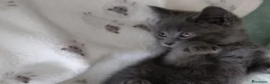 Russian Blue 1