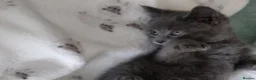 Russian Blue cats for sale: Absolutely beautiful Russian Blue Kittens 8 weeks - Advert 7