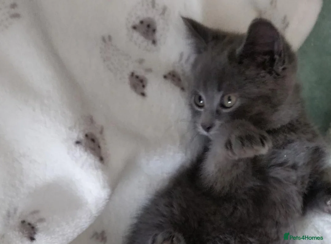 Russian Blue cats for sale: Absolutely beautiful Russian Blue Kittens 8 weeks - Advert 7