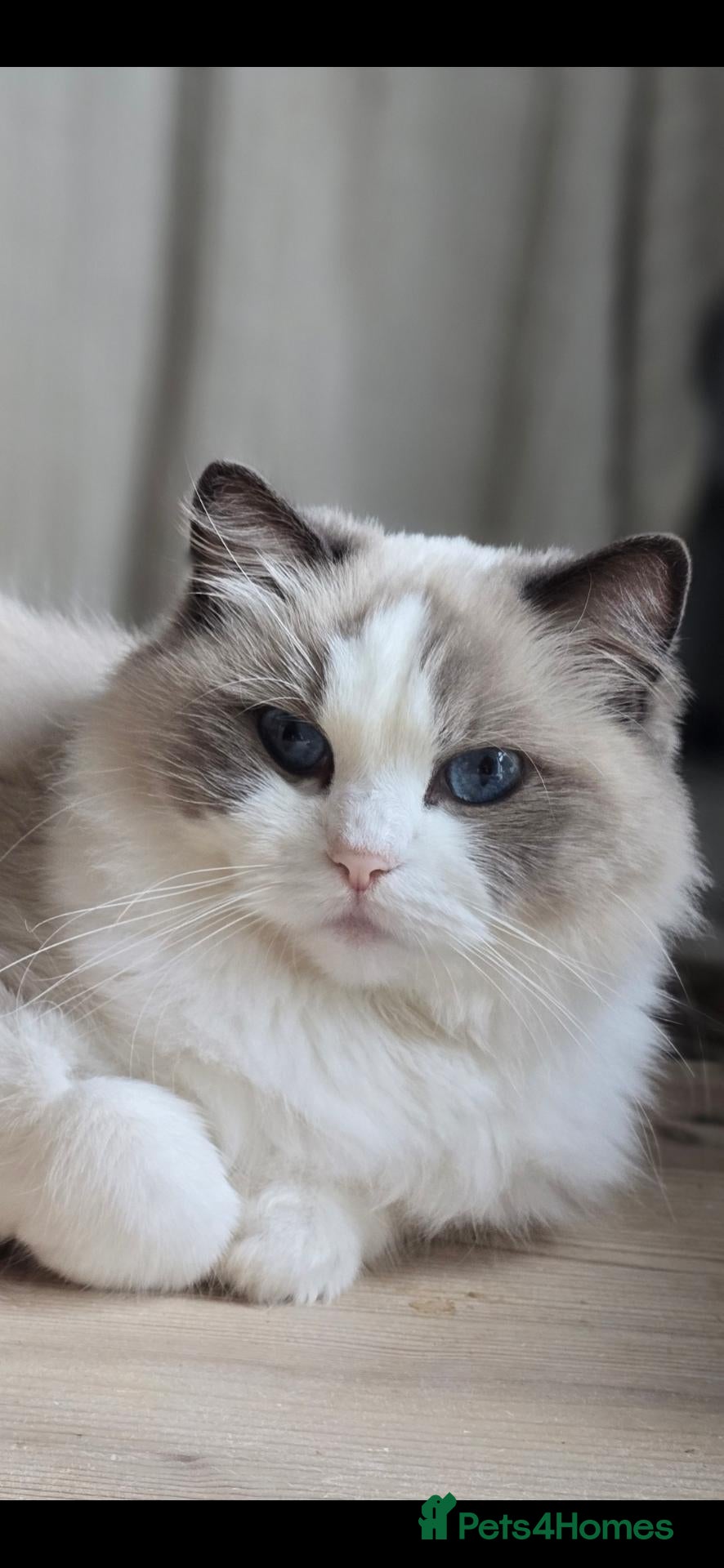 Ragdoll cats Gorgeous Adult Ragdoll Girl  - Advert 3