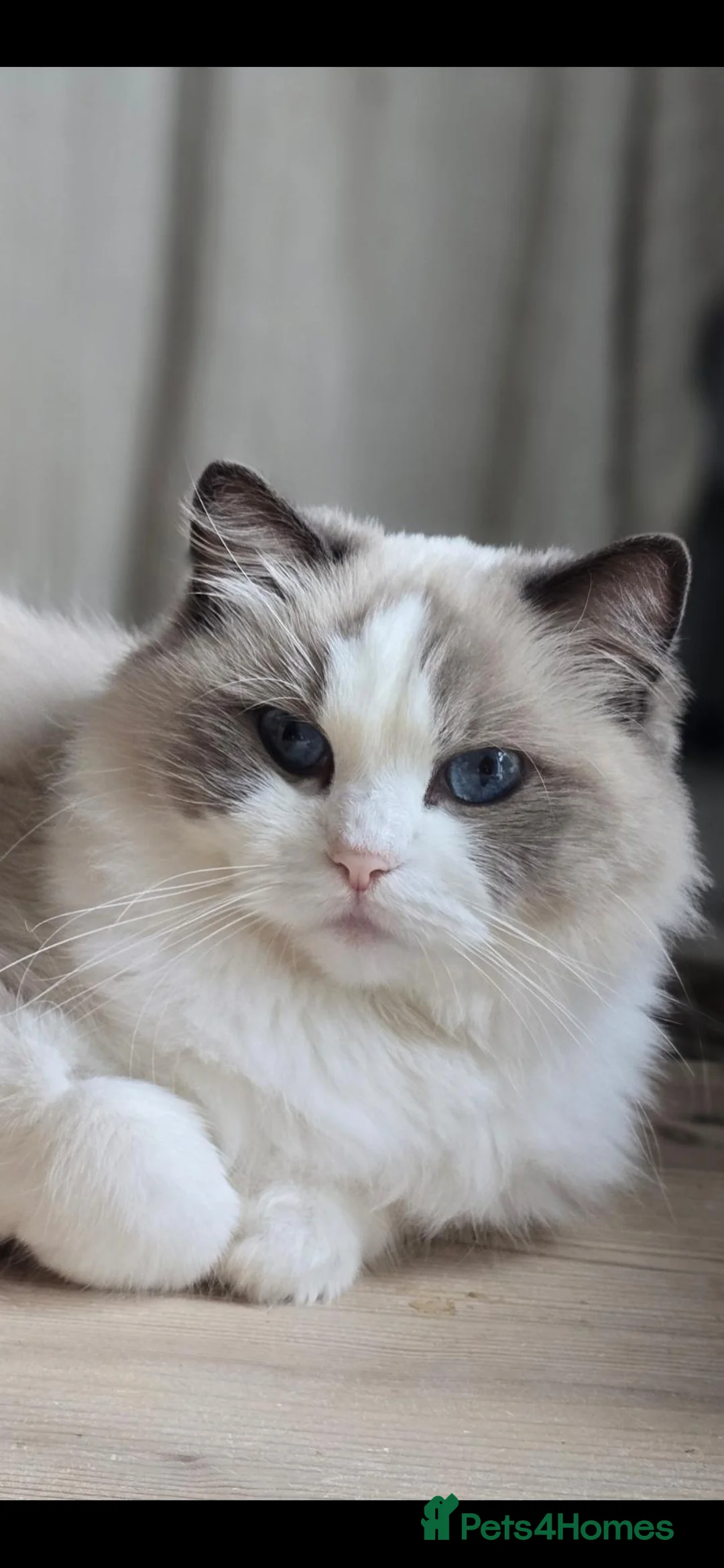 Ragdoll cats for sale: Gorgeous Adult Ragdoll Girl  - Advert 1