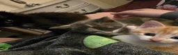 Mixed Breed cats for sale: Gorgeous kittens - Advert 10