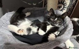 Mixed Breed cats for sale: Kittens ready to go!!😸 - Image 4