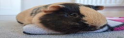 Guinea Pig rodents for sale: Two Beautiful Female Guinea Pigs - Advert 7