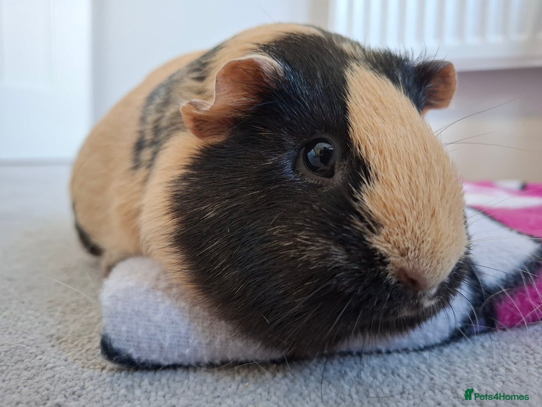 Guinea Pig rodents for sale: Two Beautiful Female Guinea Pigs - Advert 7