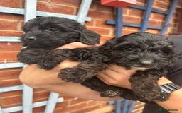 Cockapoo dogs for sale: Cockapoo Puppies (TOY) - Image 7