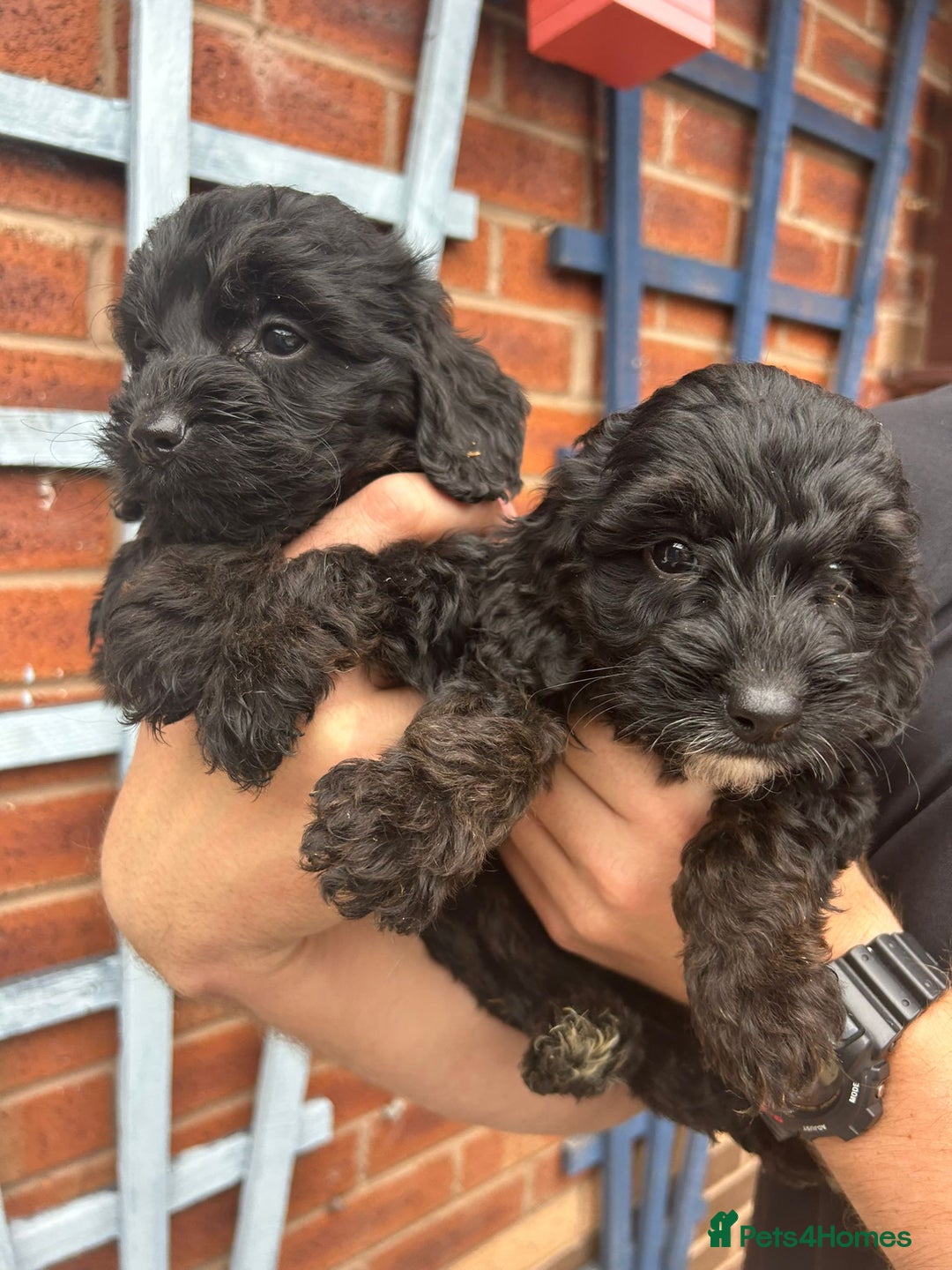 Cockapoo dogs for sale: Cockapoo Puppies (TOY) - Image 7