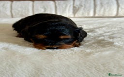 Cavapoo dogs for sale: Extensively Health Tested Cavapoo Puppies  - Image 7