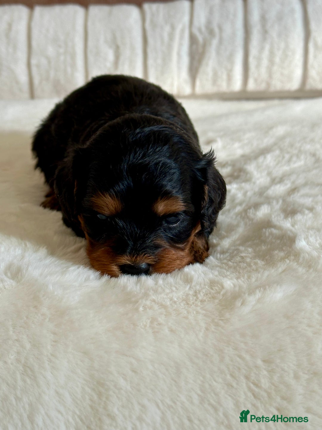 Cavapoo dogs for sale: Extensively Health Tested Cavapoo Puppies  - Image 7
