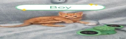 Mixed Breed cats for sale: Beautiful Kittens Videos in Barnsley - Advert 27