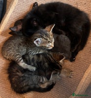 Mixed Breed cats Gorgeous male tabby kitten - Advert 9