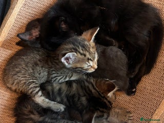 Mixed Breed cats - Advert 1