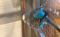 Budgerigars birds for sale: Budgies for sale - Image 7