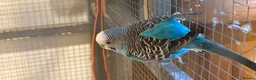 Budgerigars birds for sale: Young Budgies for sale - Advert 7
