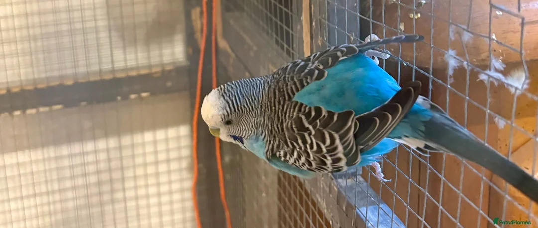 Budgerigars birds for sale: Young Budgies for sale - Advert 7