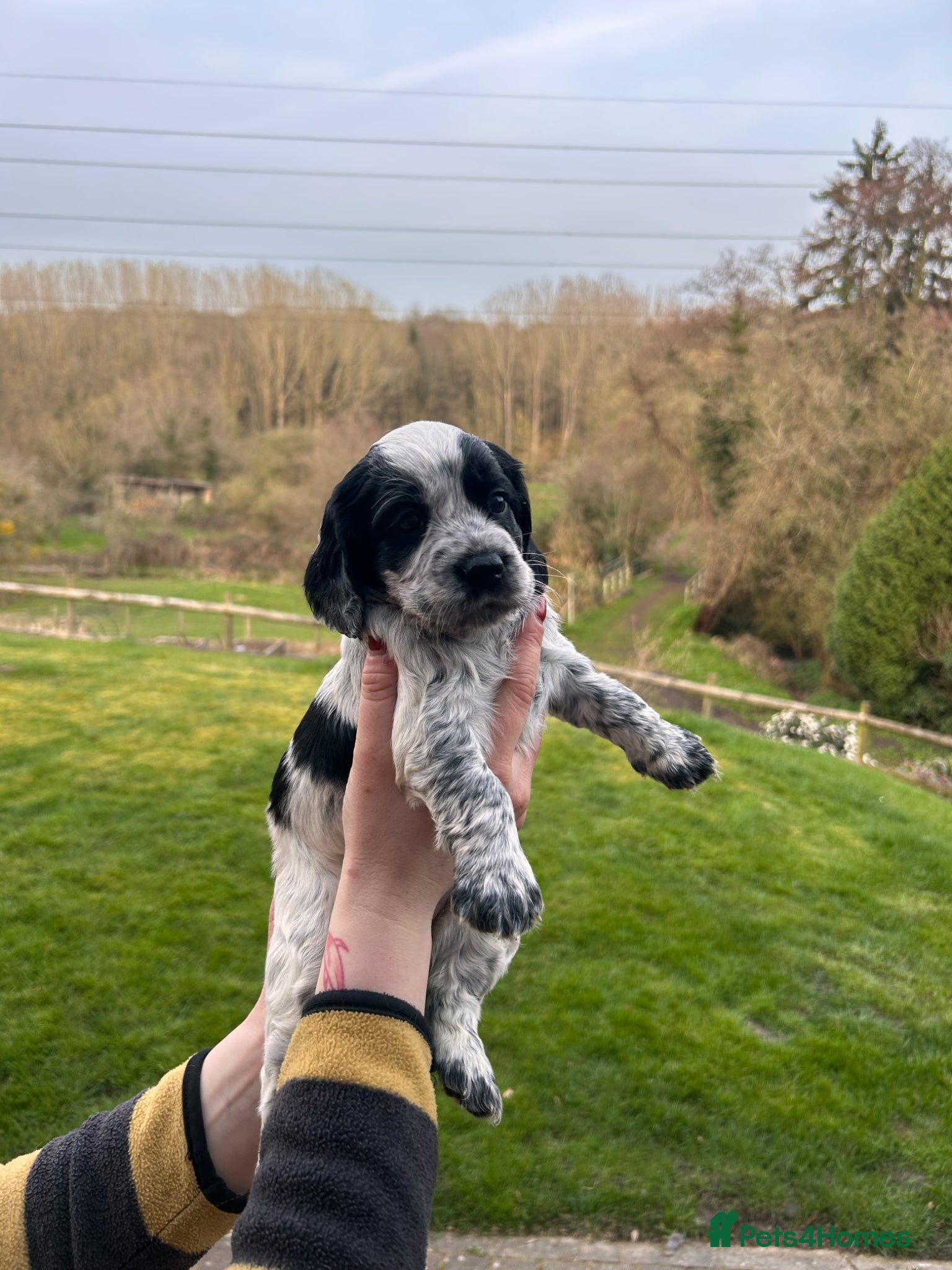 Cocker Spaniel dogs for sale:  KC Registered Working Cocker Spaniel Puppies - Advert 1