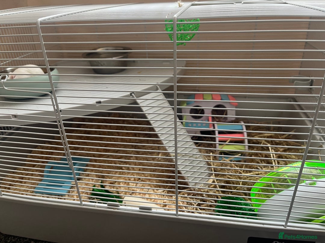 Hamster rodents for sale: Pure White Russian dwarf hanster - Image 3