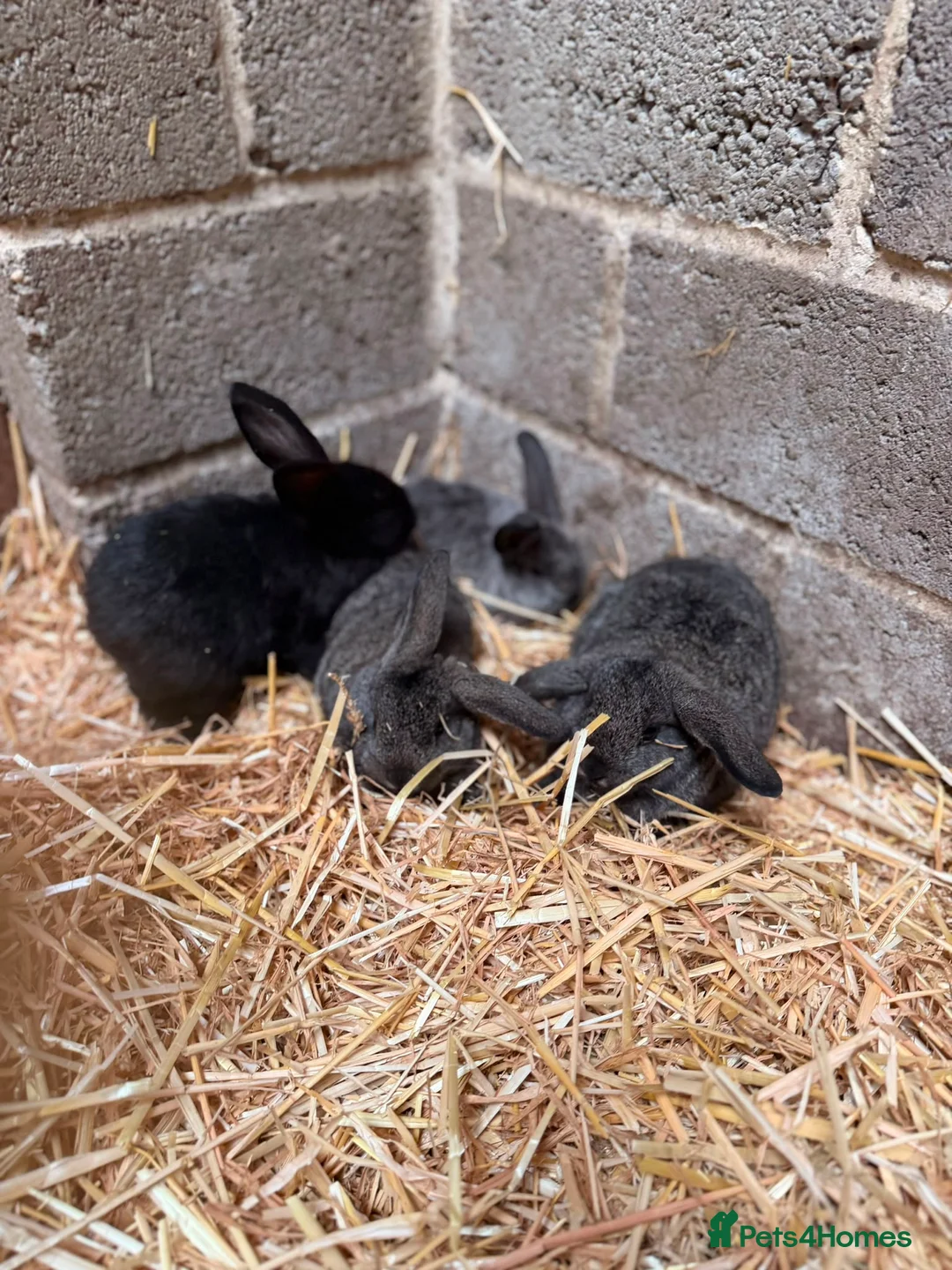Mini Lion Lop rabbits for sale: Mini lop and lion lop in Consett - Advert 1