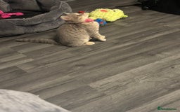British Shorthair cats for sale:  Broadway Baby13w BritishShorthair,litter trained! - Image 6
