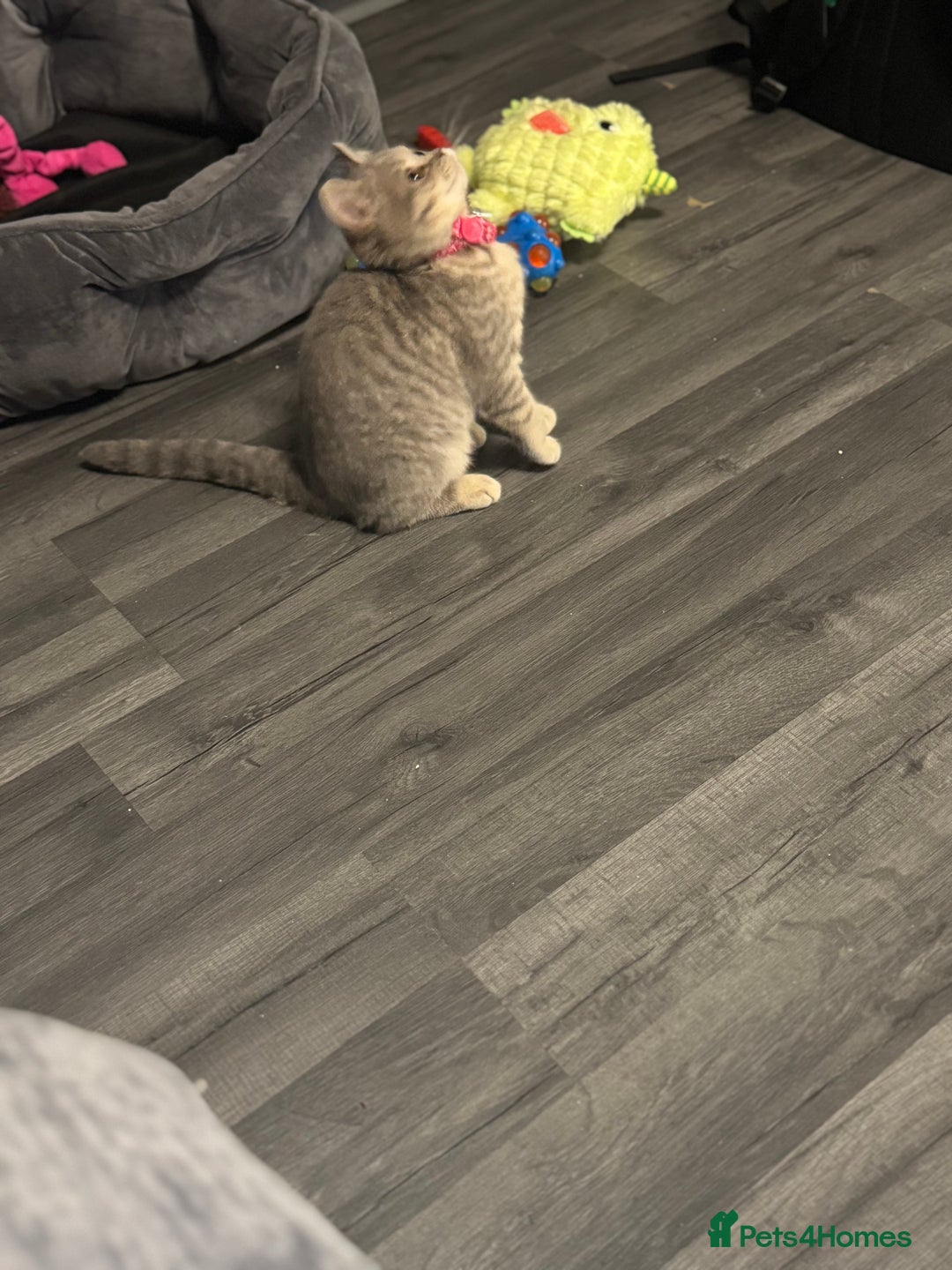 British Shorthair cats for sale:  Broadway Baby13w BritishShorthair,litter trained! - Image 6
