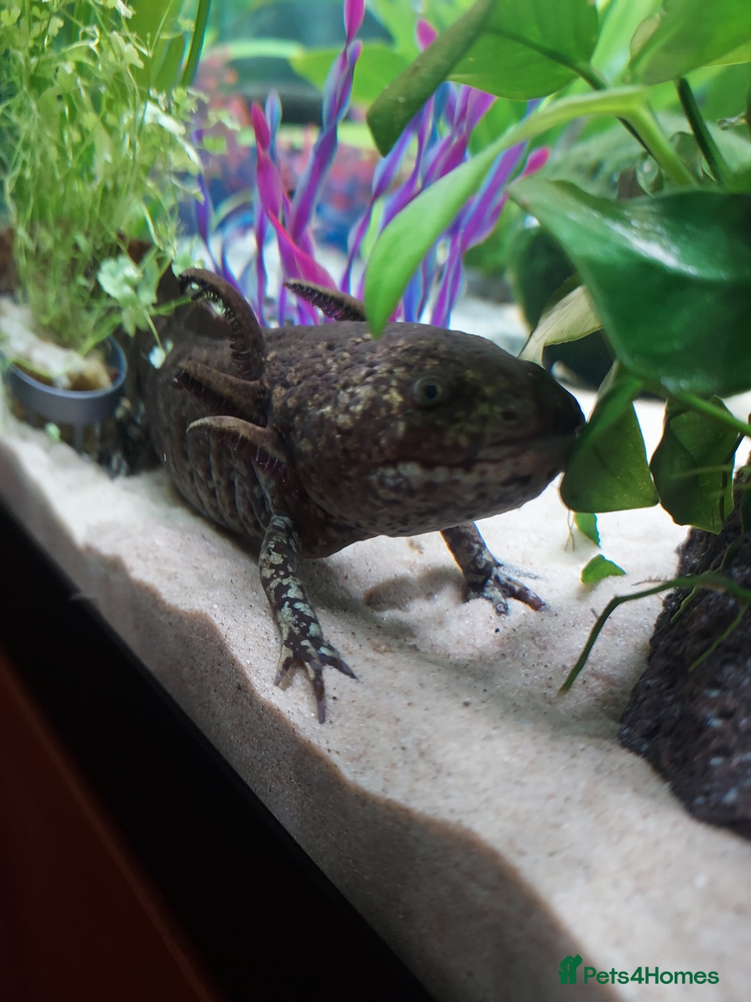 Axolotl reptiles for sale: Two healthy male axolotls, leucisistic and Wild - Advert 6