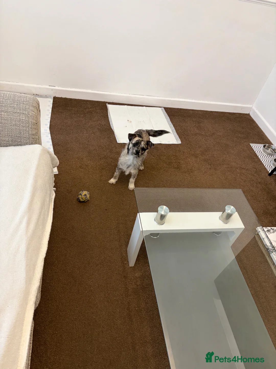 Mixed Breed dogs for sale: I’m selling my dog  in Chesterfield - Advert 4