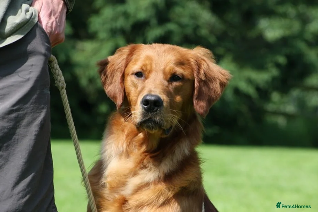 Golden Retriever dogs for stud: FULLY HEALTH TESTED Dark Golden Retriever stud dog in Newark - Advert 13