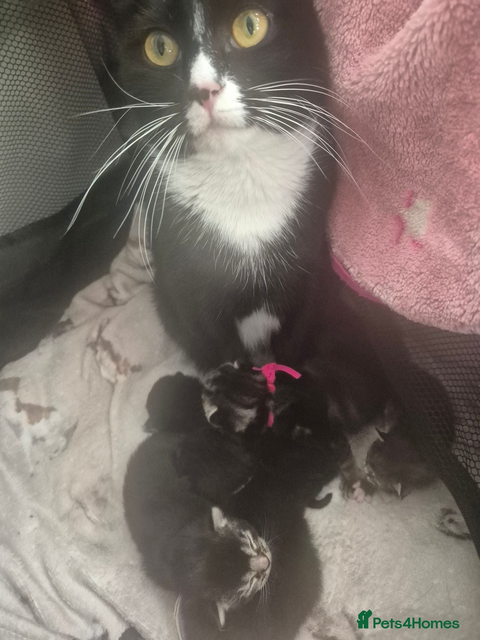 Mixed Breed cats Beautiful loved , healthy kitten's  - Advert 1