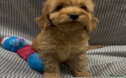 Cockapoo dogs for sale: Beautiful Cockapoo pups looking for forever homes in Treharris - Image 13