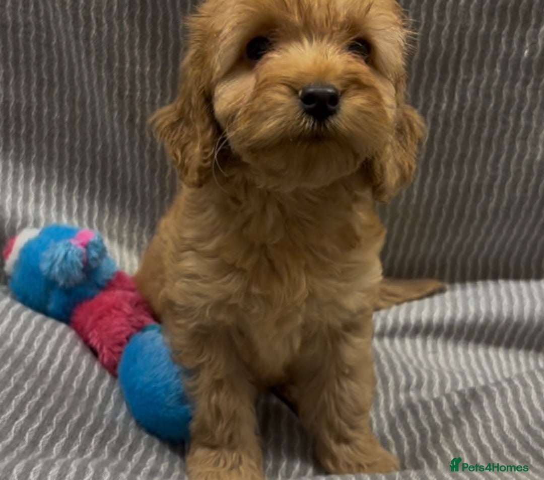 Cockapoo dogs for sale: Beautiful Cockapoo pups looking for forever homes in Treharris - Image 13