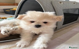 Pomapoo dogs for sale: Pomapoo Puppy - Advert 4