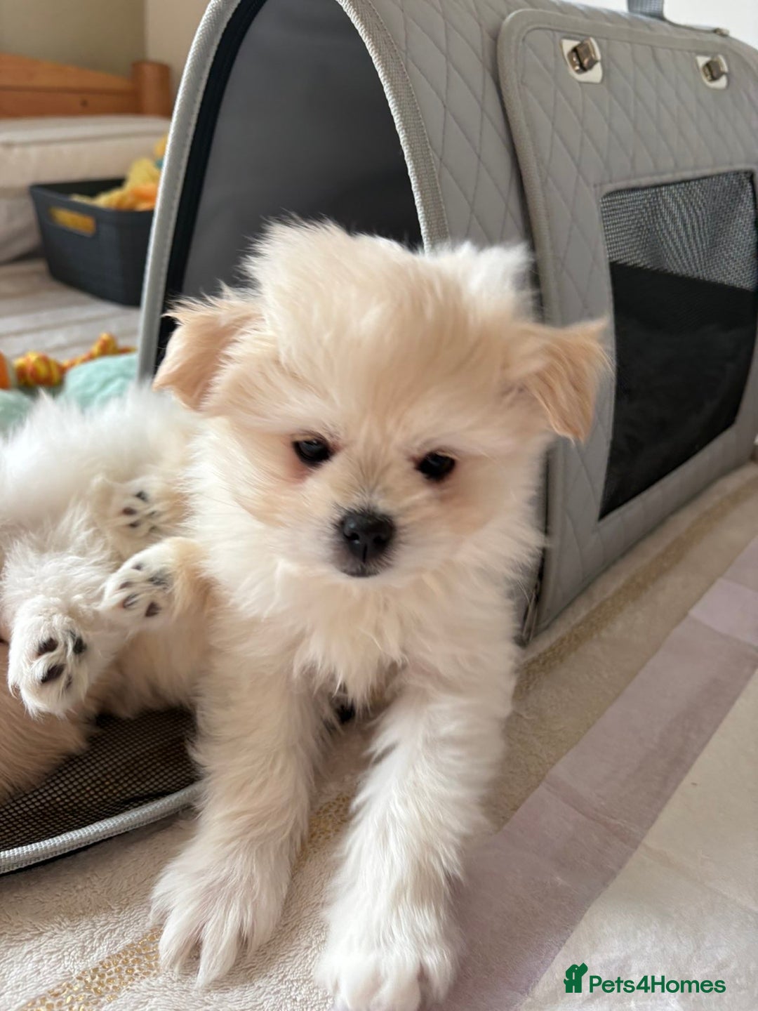 Pomapoo dogs for sale: Pomapoo Puppy - Advert 4