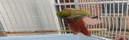 Conures birds for sale: Green cheeked conure  - Advert 4
