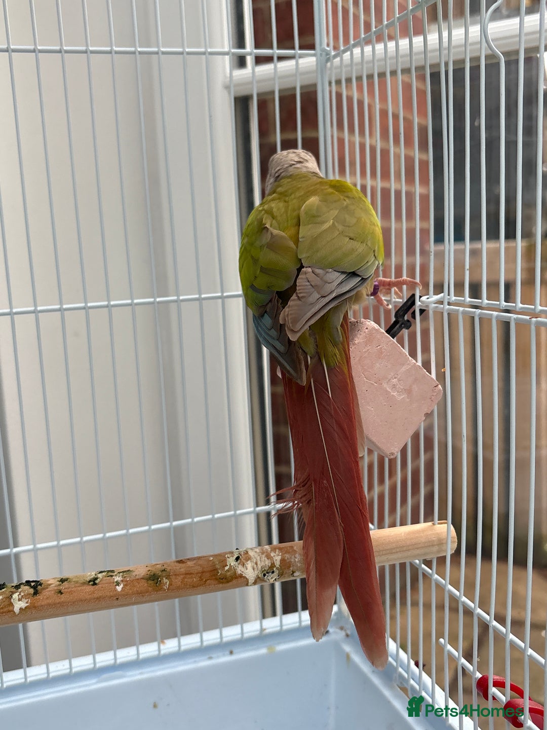 Conures birds for sale: Green cheeked conure  - Advert 4
