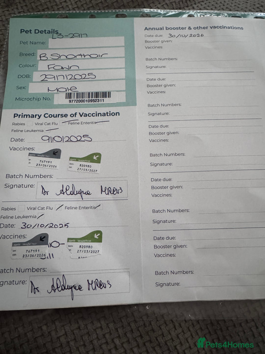 British Shorthair cats for sale: Fawn male British shorthair  - Advert 5