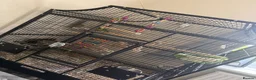 Lovebirds birds for sale: Proven pair of masked love birds.  - Advert 3