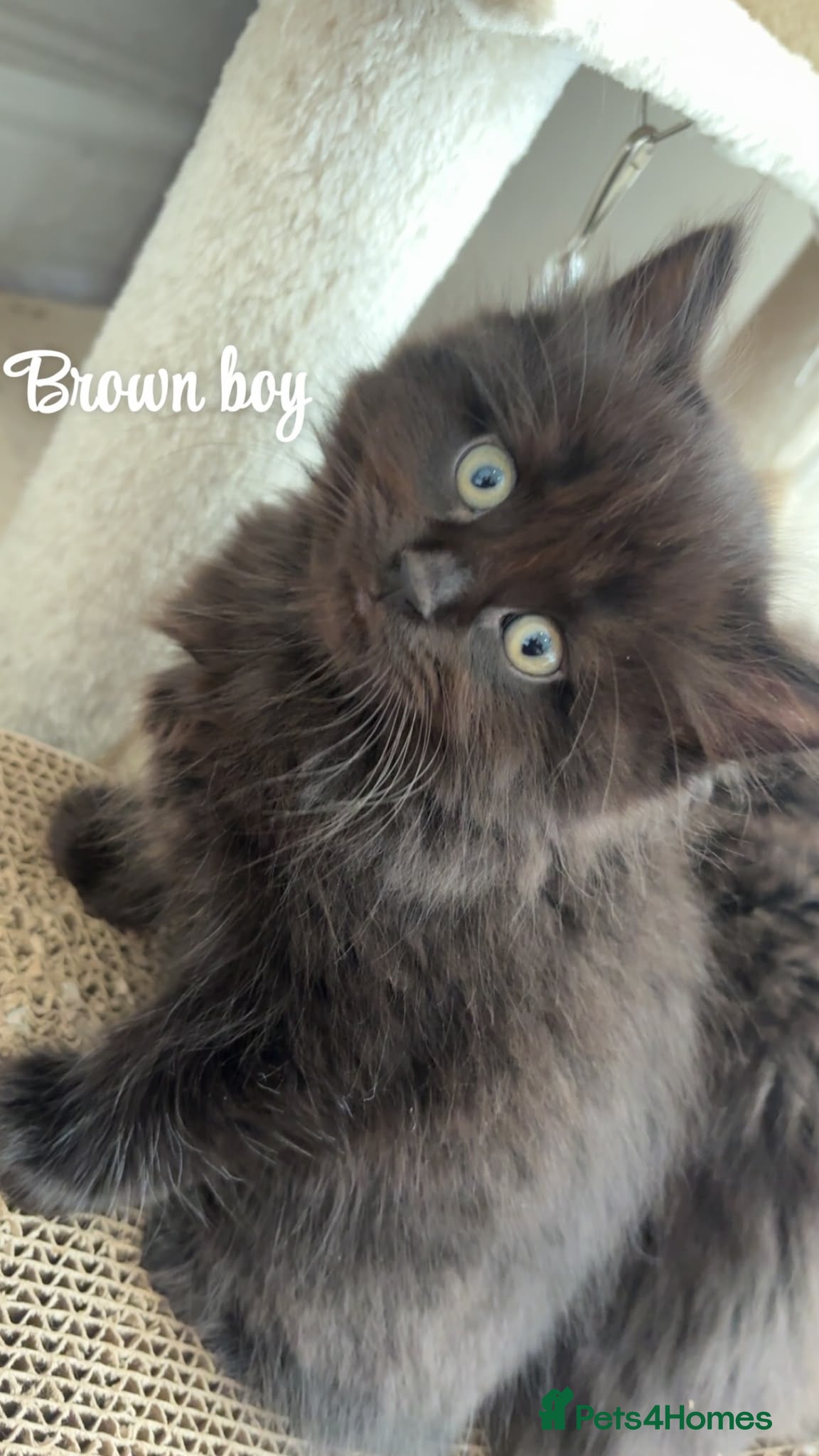 British Longhair cats Adorable British x longhair kittens 🐾 🐱  - Advert 14