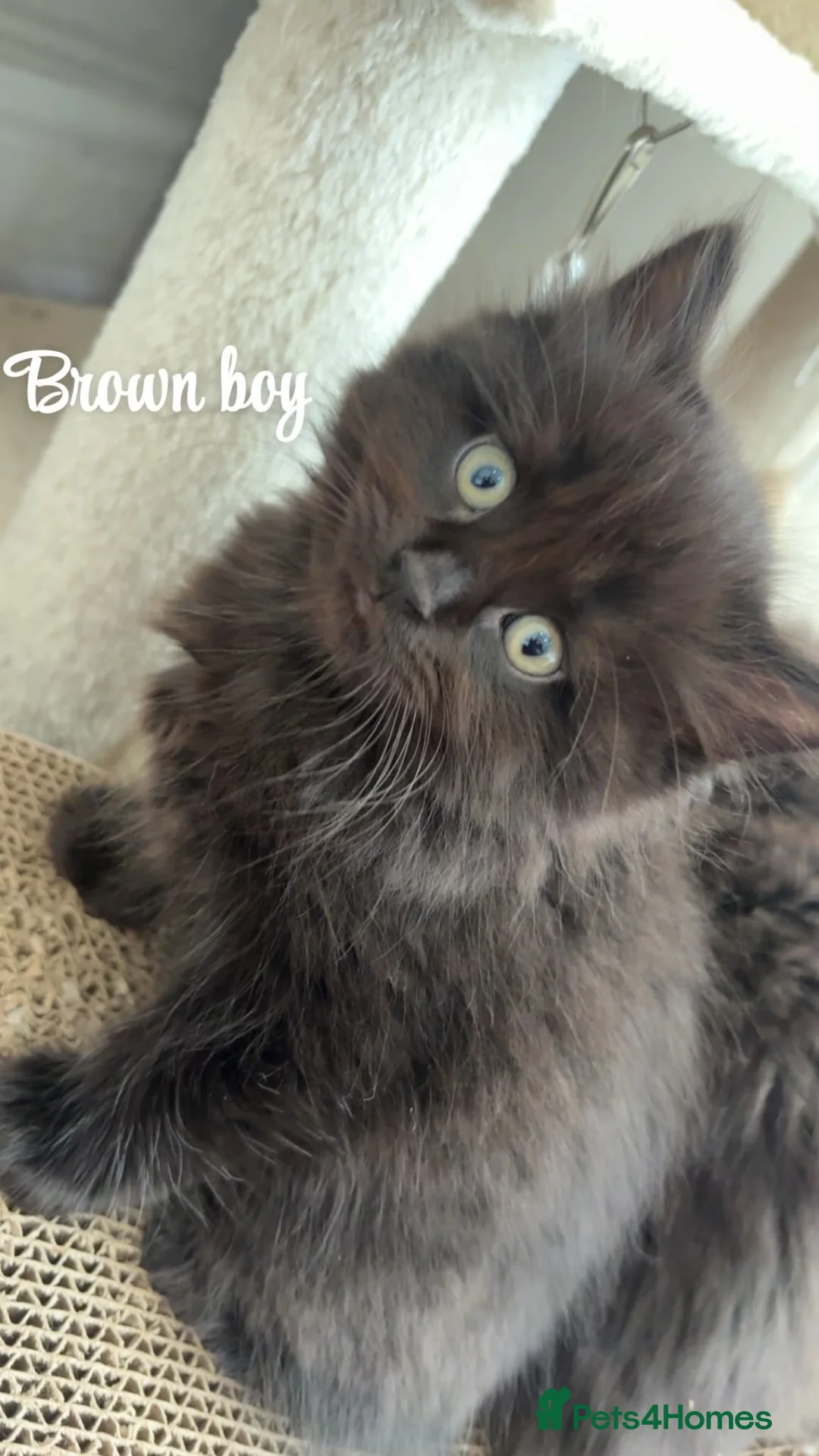 British Longhair cats for sale: Adorable British x longhair kittens 🐾 🐱  in Manchester - Advert 2