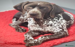 German Shorthaired Pointer dogs for stud: For Stud GSP Liver & White in Bracknell - Image 8