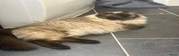 Ragamese cats for sale: Beautiful Ragamese kittens - Advert 5