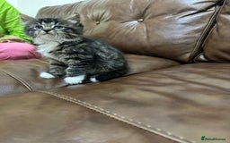 Russian Blue cats for sale: Russian blue and Turkish angora cross - Image 2