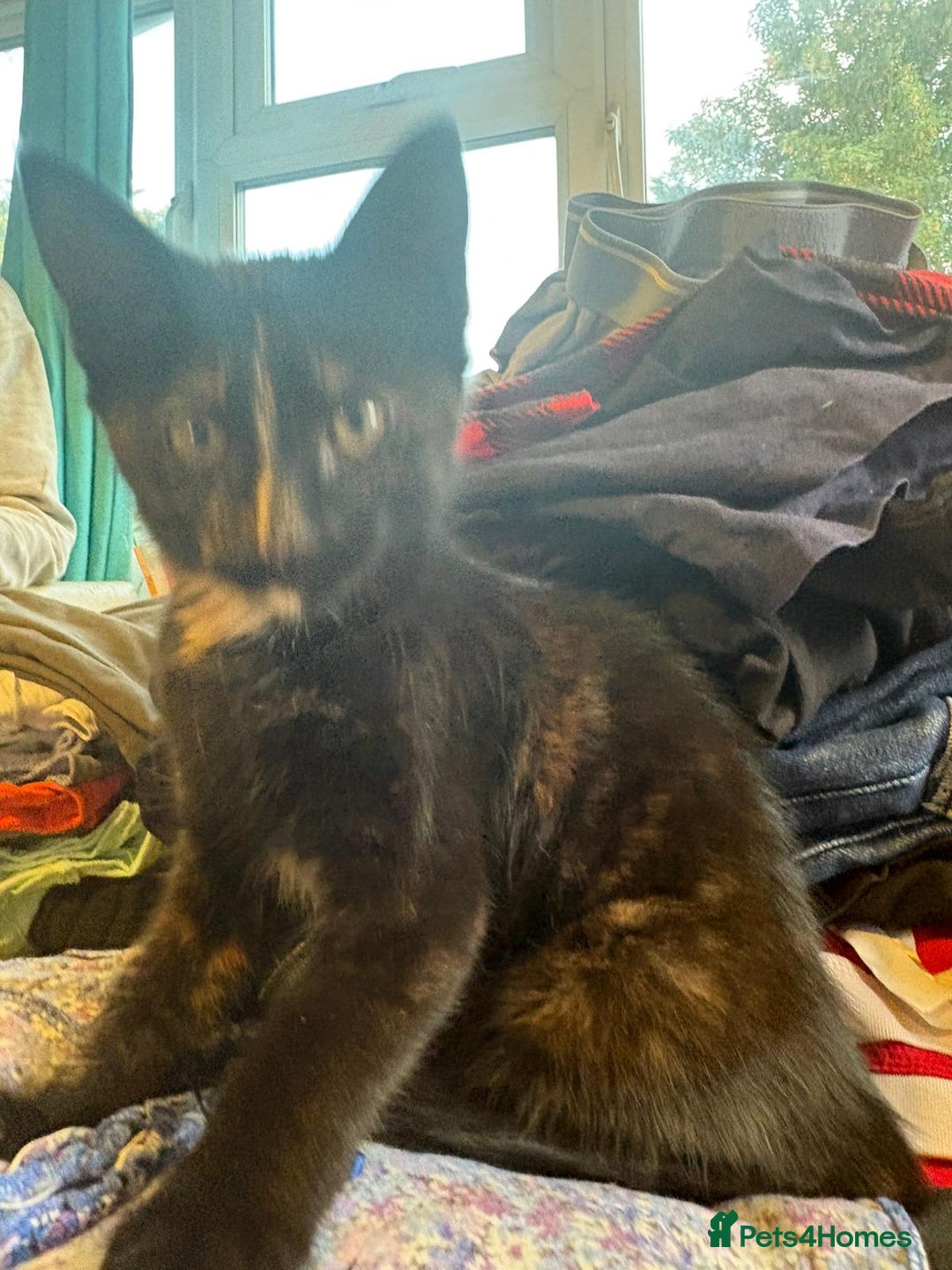 Mixed Breed cats for sale: 4 stunning kittens looking for their forever home. - Image 36