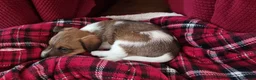 Jack Russell dogs for sale: Stunning Jack Russell puppies for sale - Advert 12